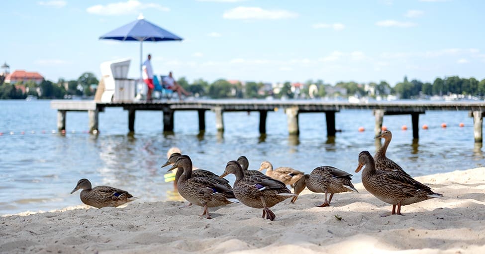 Badestellen in Potsdam und Umgebung