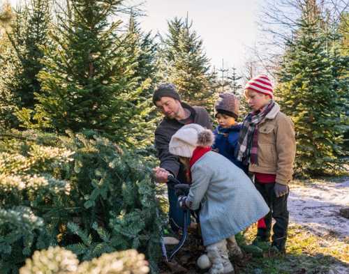 werderaner tannenhof weihnachtsbaum tannenbaum