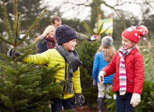 werderaner tannenhof weihnachtsbaum tannenbaum