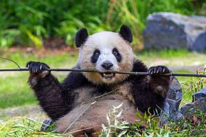zoo berlin ausflug potsdam panda