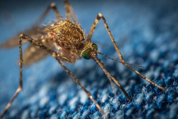 insektenstich mücke wespe biene zecke schutz erste hilfe