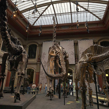 museum für naturkunde berlin naturkundemuseum öffnungszeiten preise tickets adresse dinosaurier dinos skelette familienticket