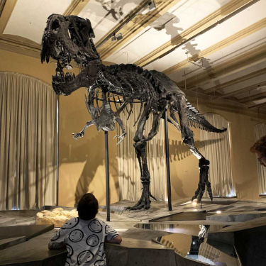museum für naturkunde berlin naturkundemuseum öffnungszeiten preise tickets adresse tristan otto dino dinosaurier t-rex tyrannosaurus