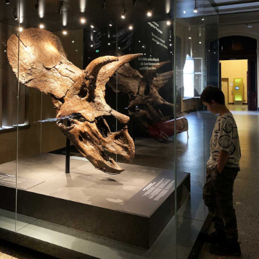 museum für naturkunde berlin naturkundemuseum öffnungszeiten preise tickets adresse triceratops dino dinosaurier