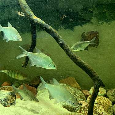 aquarium naturkundemuseum potsdam fische