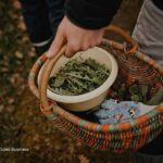 susanne hackel kräuterkurs heilpflanzen volkspark potsdam