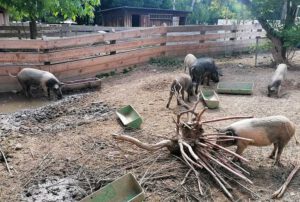 museumsdorf düppel berlin schweine
