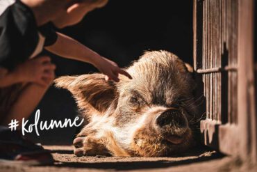 Kolumne: Verräterschweine