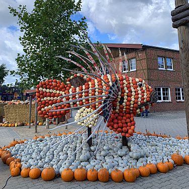 kürbisausstellung spargelhof klaistow kürbis